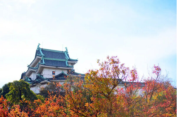 Momiji xung quanh lâu đài Wakayama đang chuyển dần sang đỏ