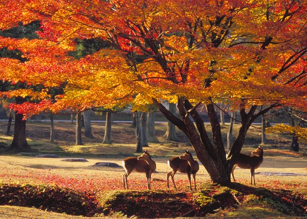 Công viên Nara là địa điểm tham quan được nhiều người yêu thích