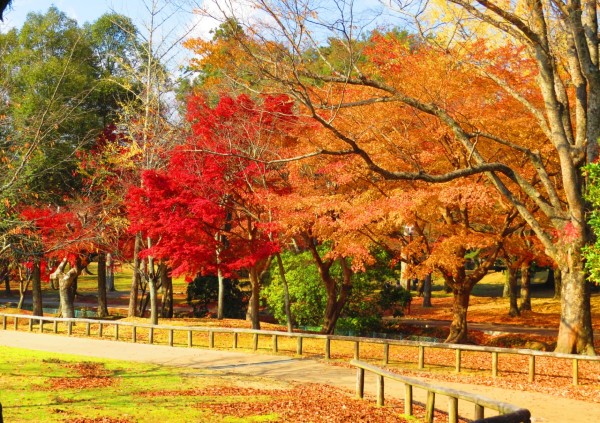 Mùa lá đỏ tuyệt đẹp ở công viên Nara