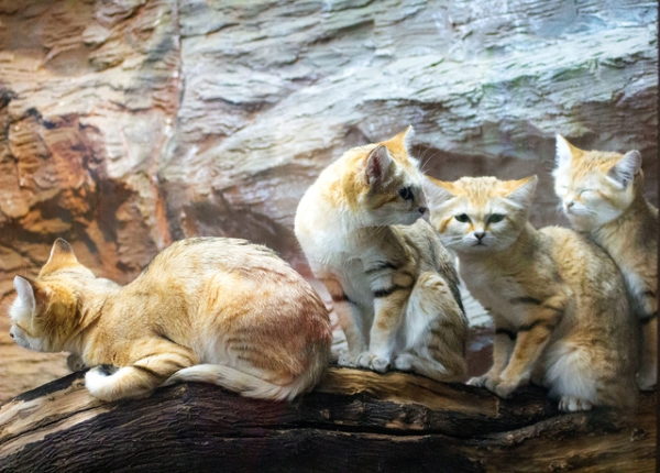 Bốn bé mèo cát tại “Vương quốc động vật Nasu”